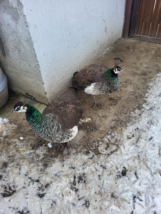 Vănd  o Păunita sau schimb cu  Păun