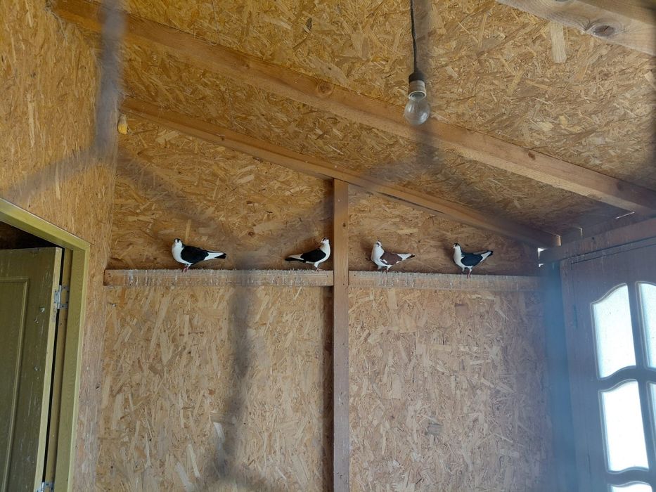 Vând porumbei voiajori 90 lei perechea am doua perechi și două perechi jucători gălățeni+cadou doi pui voiajori.