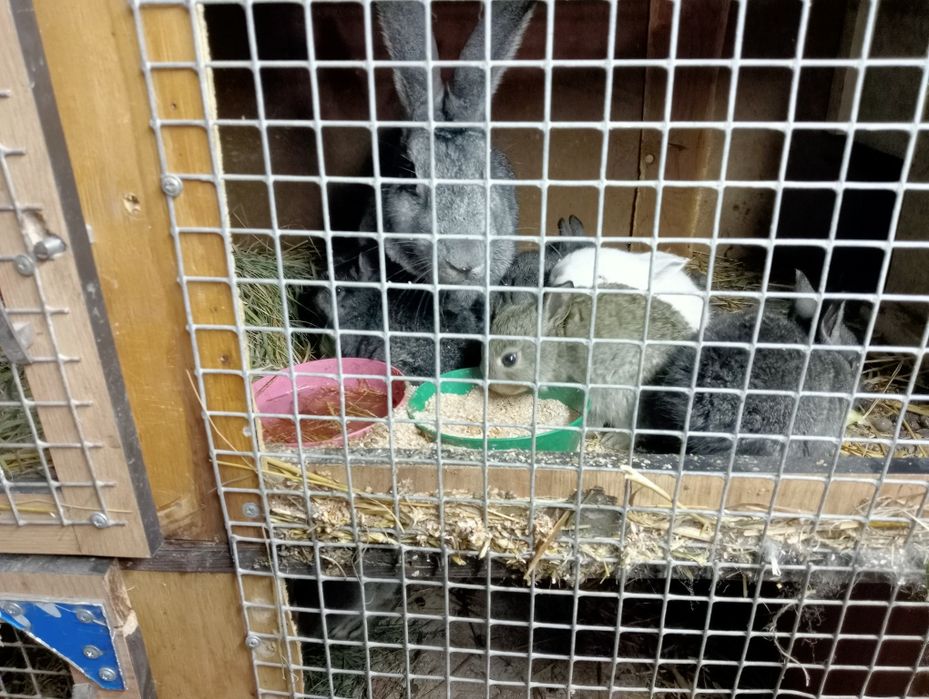 Продам кроликов не дорого