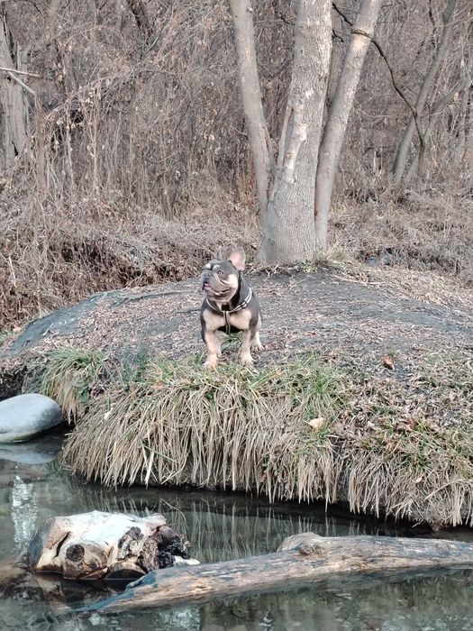 Вязка, Французкого Бульдога