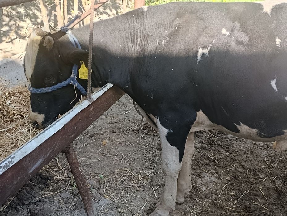 Smentalga gibrid buqa sotiladi