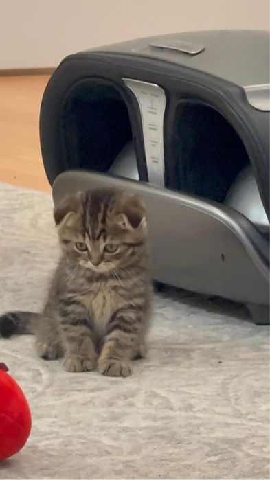 Шотландский вислоухий котенок