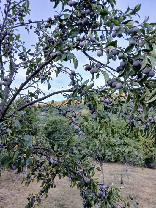 Vand prune Anaspect direct din livadă