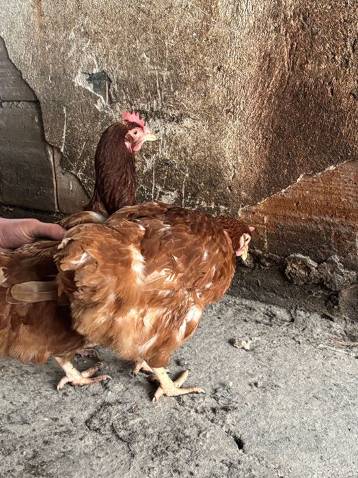 Продавам кокошки носачки