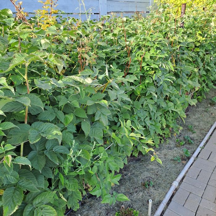 Продам саженцы малины.