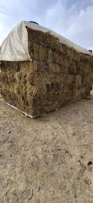 Беда, Хашак прес. Катта ... 35 000 сум.