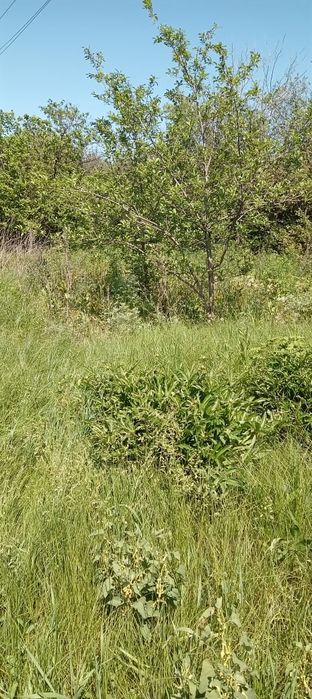Продам дачу в дачном массиве Никель