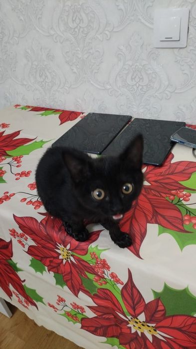 Отдам в хорошие руки котенка