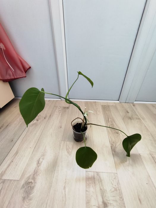 Продам комнатный цветок.