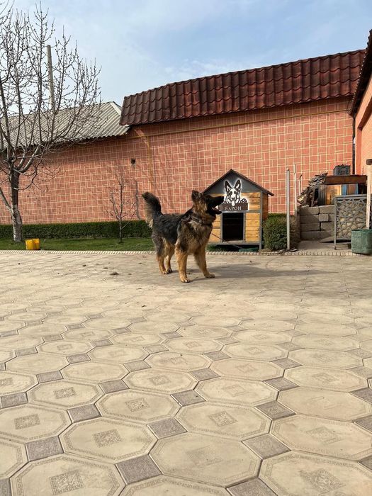 Овчарка, Восточноевропейская