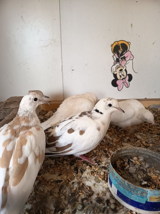 Гугутки смехурки