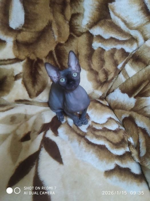 Вязка Чистокровный канадский сфинкс приглашает на вязку прекрасных да