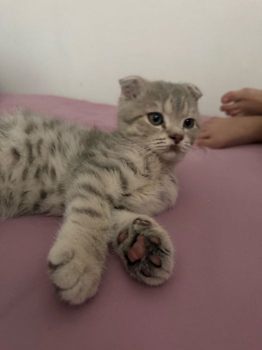 Шотландский вислоухий котёнок