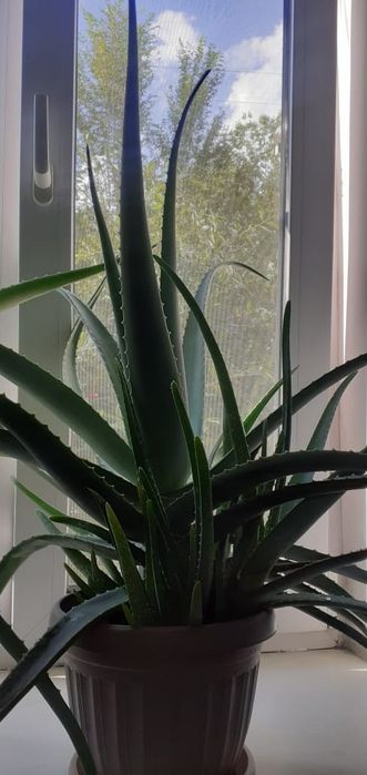 Срочно продам взрослый алоэ!