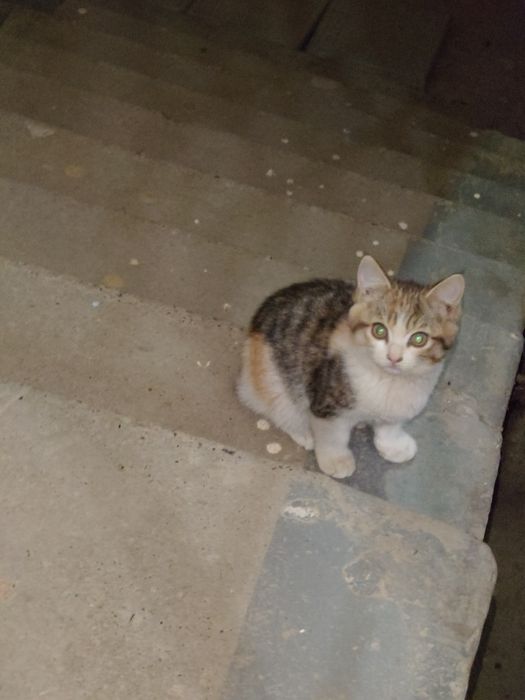 Отдам котят в хорошие руки