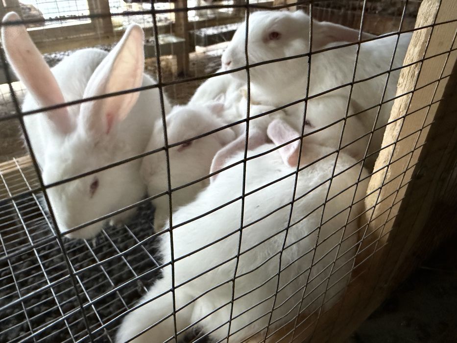 Куён quyon hikol