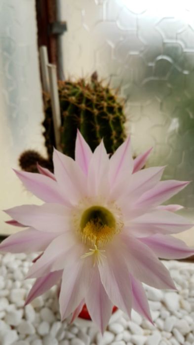 Cactus Echinopsis tubiflora