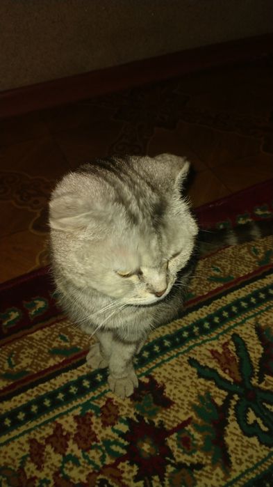 Шотладнская кошка
