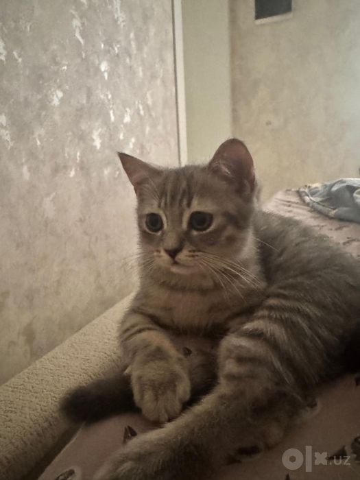 Мушукча 3ойлик скотиш страйт латогда урганган