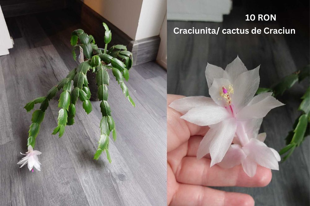 Plante de apartament