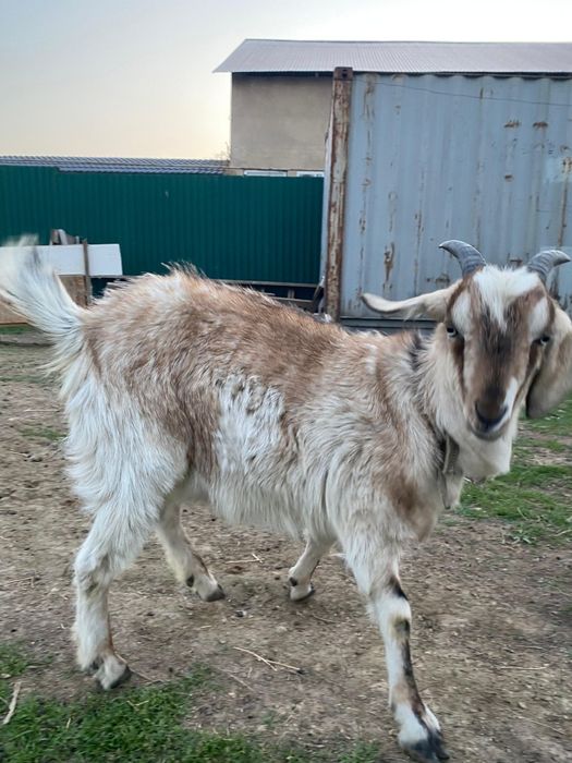 шыбыш лақ сатылады