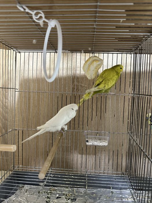 Папугайла Сотилади