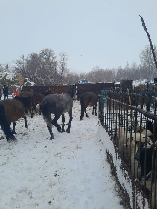 Айғыр сатам. Продам жеребца.