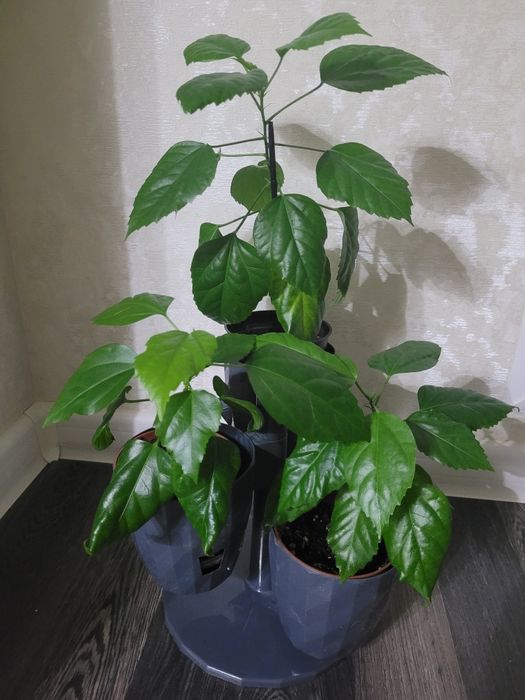 Продам китайскую розу с подставкой