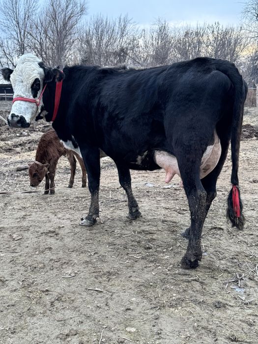 Порода Суттi сиыр