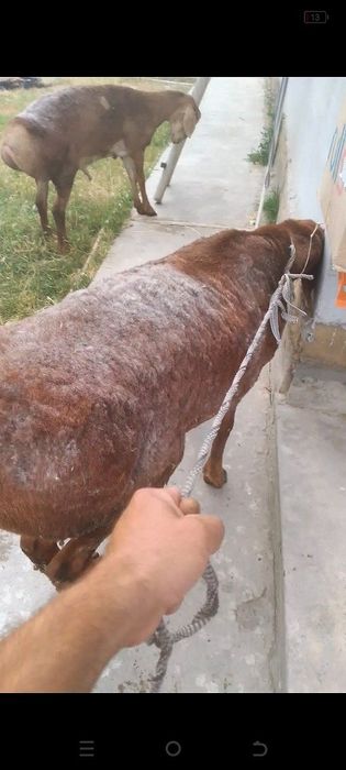 Кучкор арашан сотилади