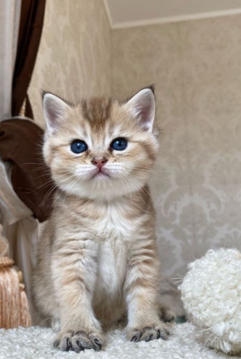 Шиншиллы золото пряоухие по 75тыс, веслоухие по 60тыс