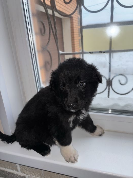 Отдам в добрые руки кутят