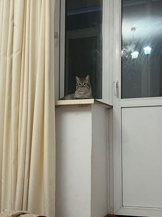 Кошка лепард кошка