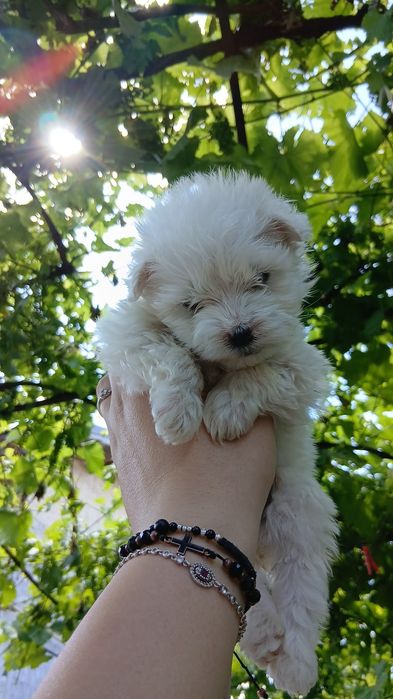 Băiat Bichon Maltez