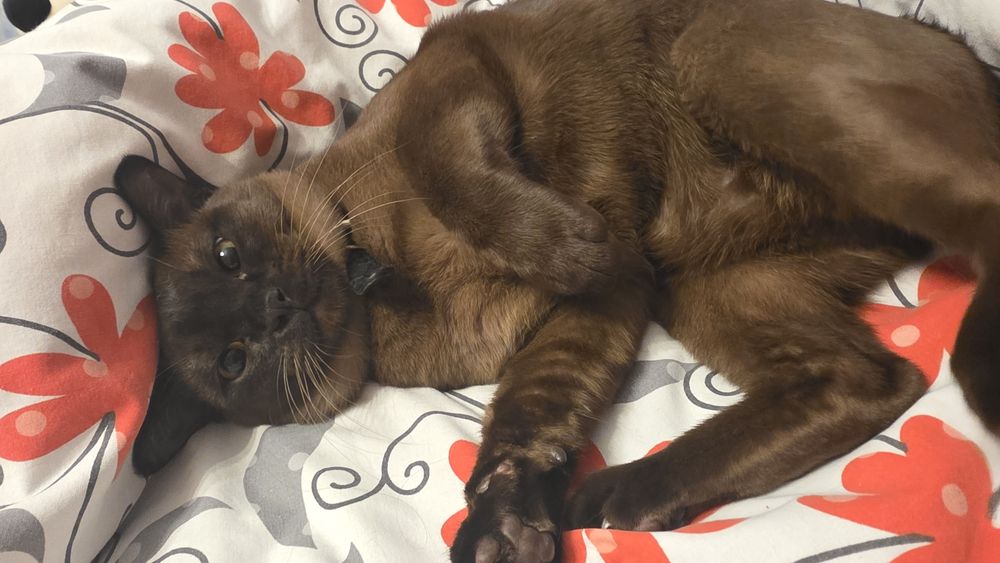 Кот бурма для вязки