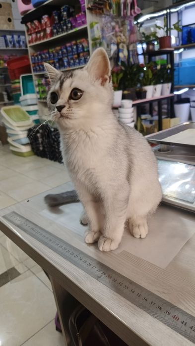 Продается Шиншилла