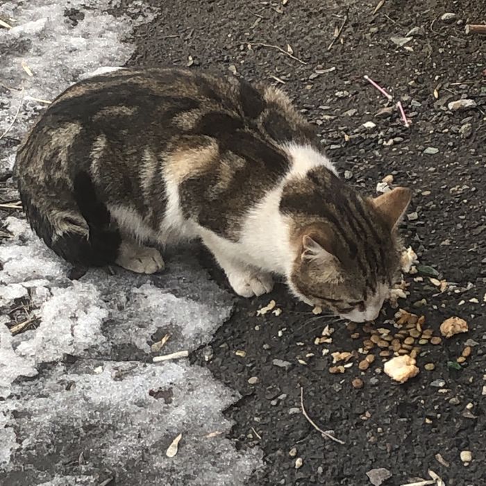 Животные . Кошки.