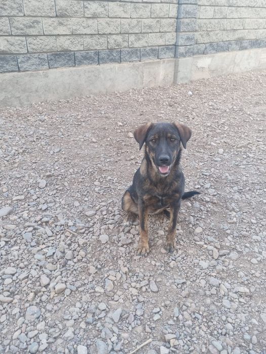 Дэйзи ищет дом. Доставлю!