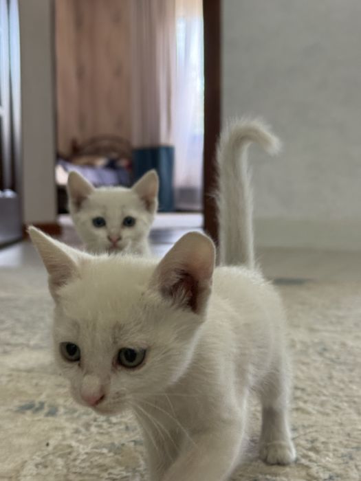 Котята в надёжные руки