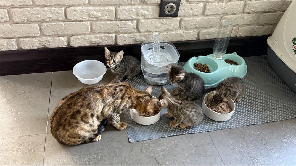 Бенгальские кошки ,Котята.