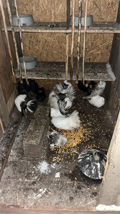 porumbei rotaii cauta casa noua