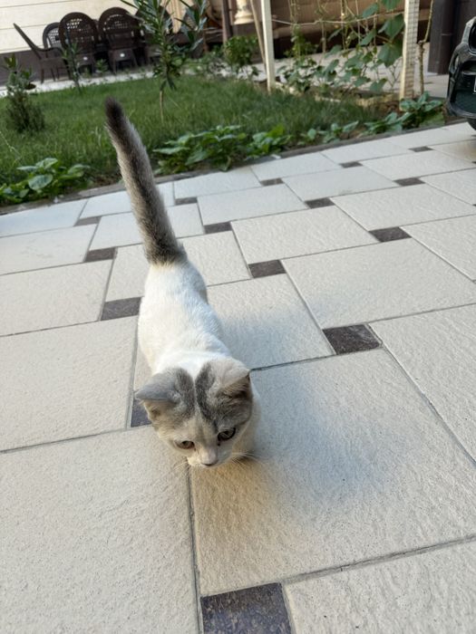 Кошка парода Манчкин 3,5месяца