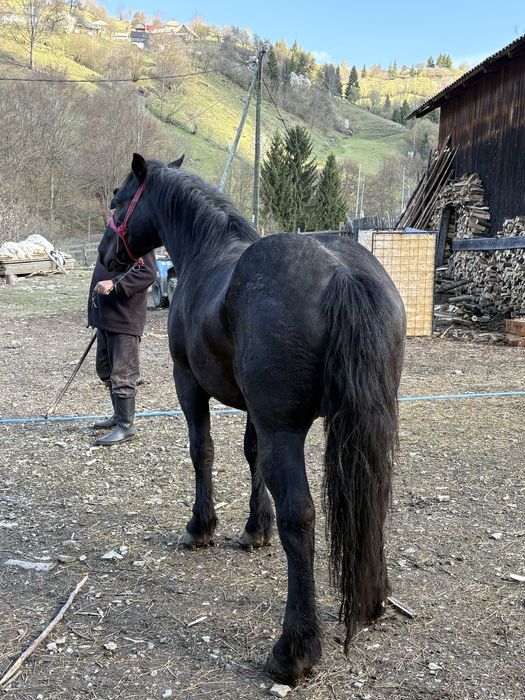 De vanzare cal de 2,9 ani!