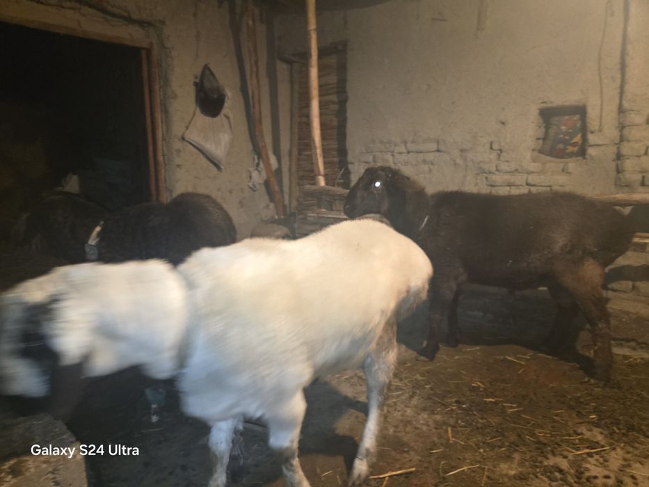 Кучкор баррала сотилади