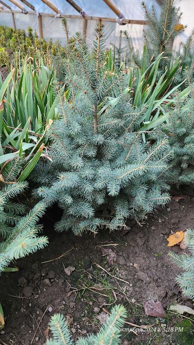 Голубые ели исправят экологию!