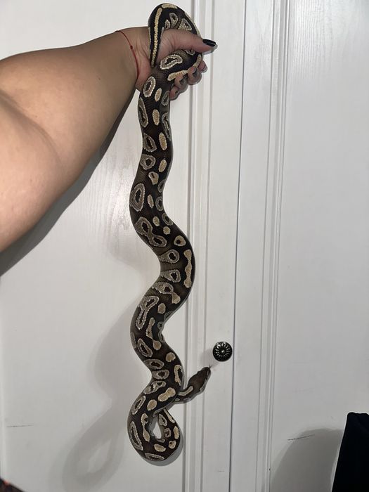 Коррлевский питон