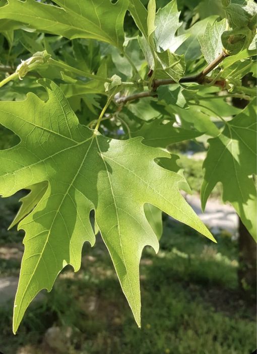 Семена Платана ( Чинар)