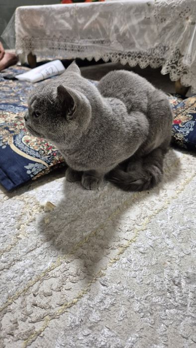 Кот два с половиной года