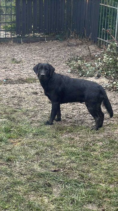 Se dea Caini spre adoptii