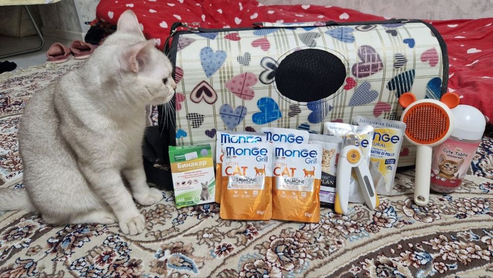 Отдам кота в хорошие руки - бесплатно.